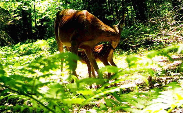 mother deer and fawn